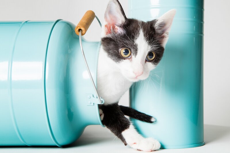 Black and White Kitten — Blue, Playful