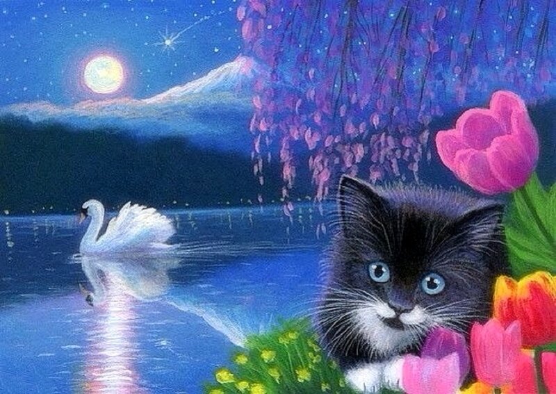 Black and White Kitten — Blue, Serene