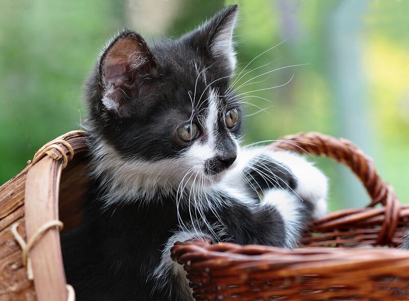 Black and White Kitten — Brown, Calm, Afternoon, Photograph, Basket