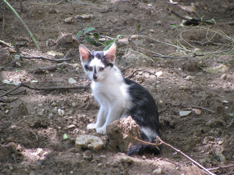 Black and White Kitten — Brown, Calm, Afternoon