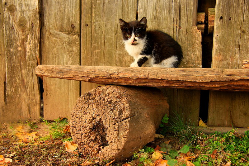 Black and White Kitten — Brown, Calm, Autumn