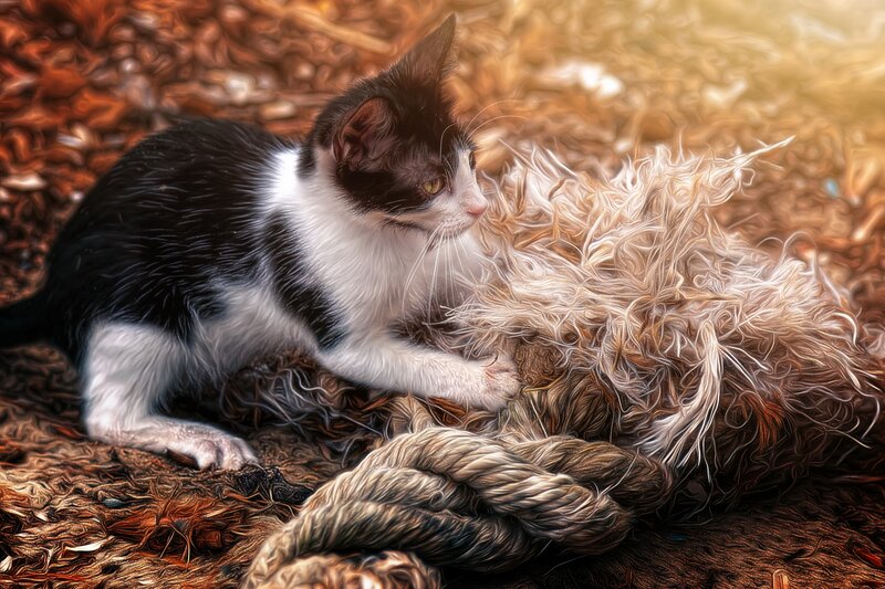 Black and White Kitten — Brown, Calm, Digital Art