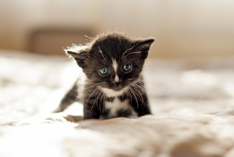 Black and White Kitten — Brown, Calm, Morning