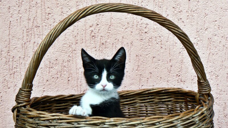 Black and White Kitten — Brown, Calm, Photograph, Basket