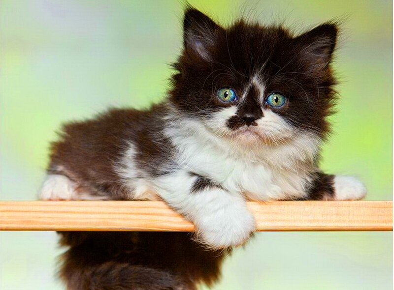 Black and White Kitten — Brown, Calm, Photograph