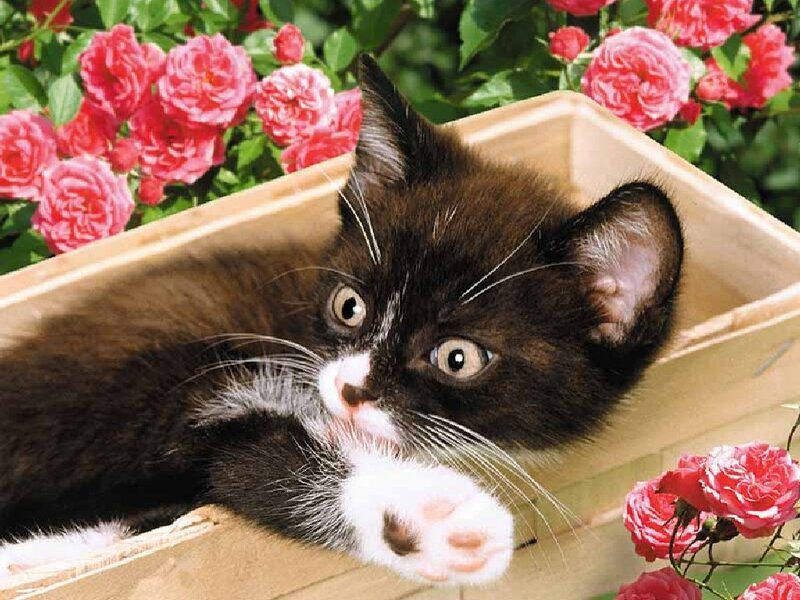 Black and White Kitten — Brown, Calm, Spring, Photograph