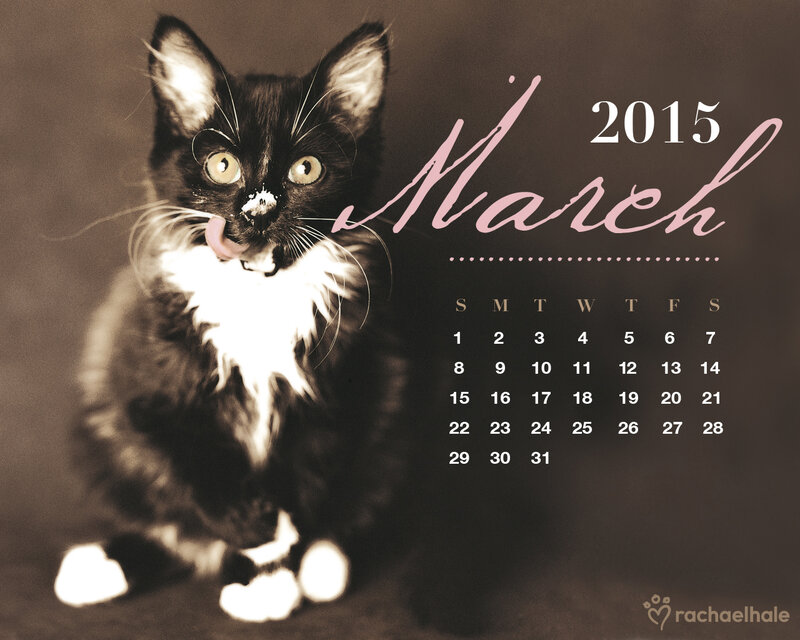 Black and White Kitten — Brown, Calm, Spring