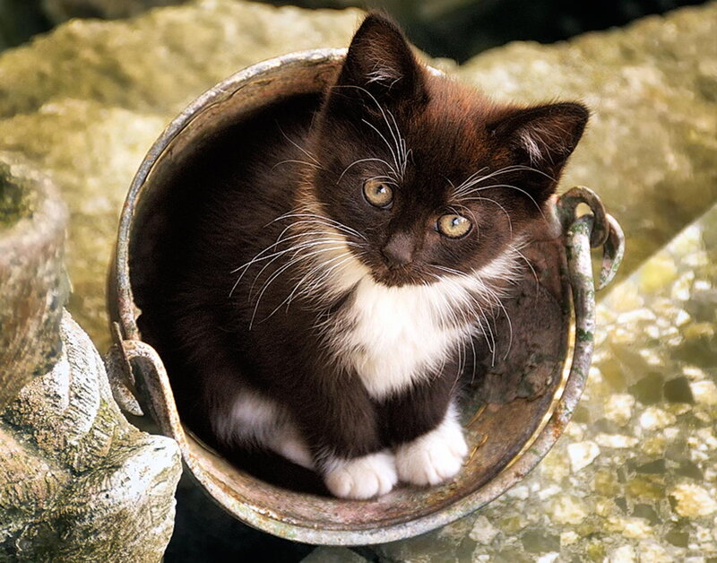 Black and White Kitten — Brown, Curious, Photograph