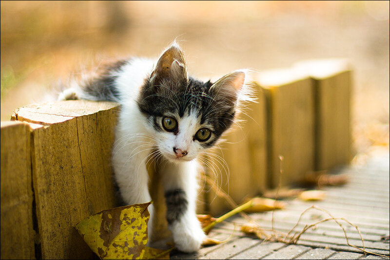 Black and White Kitten — Brown, Curious