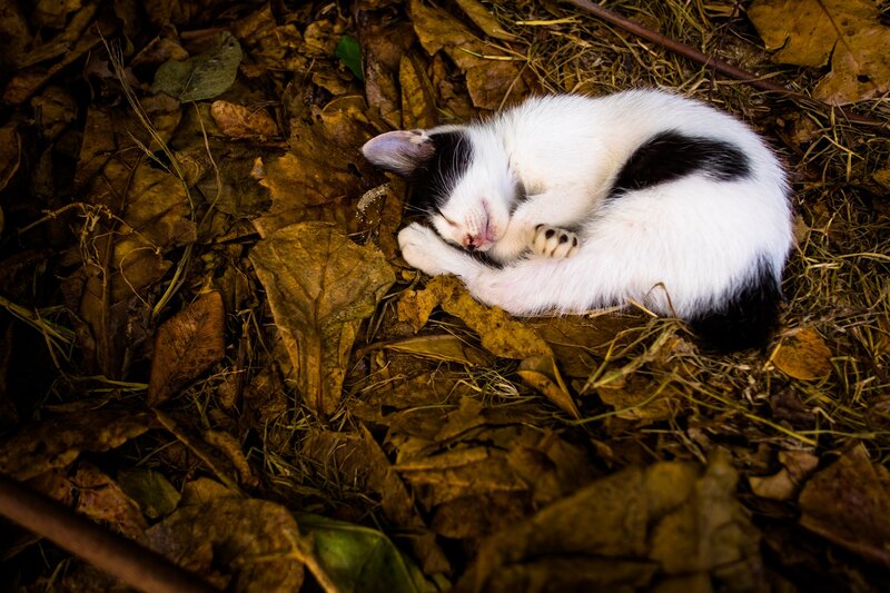 Black-and-white Kitten — Brown, Peaceful, Autumn, Photograph, Leaves