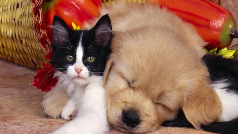 Black and White Kitten — Brown, Peaceful, Autumn, Photograph, Puppy