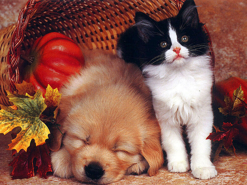 Black and White Kitten — Brown, Peaceful, Autumn