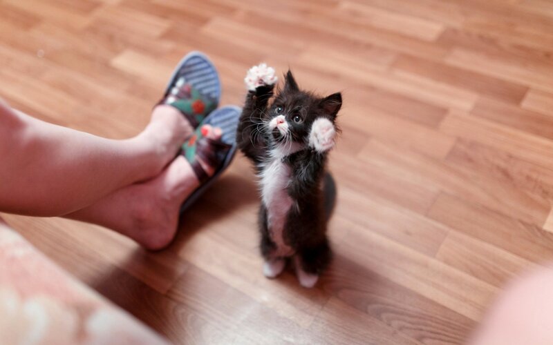 Black and White Kitten — Brown, Playful, Photograph