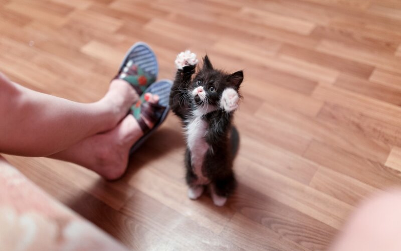 Black and White Kitten — Brown, Playful