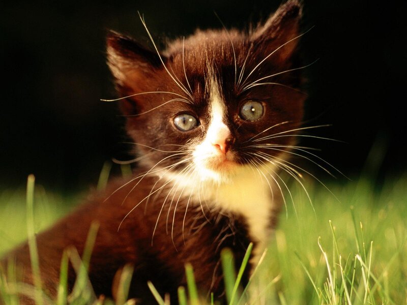 Black and White Kitten — Brown