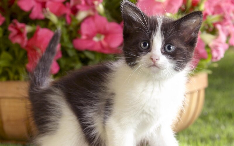 Black and White Kitten — Calm, Afternoon, Photograph, Flowers