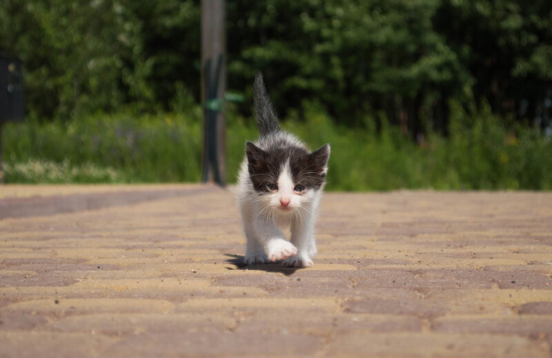 Black and White Kitten — Calm, Afternoon, Photograph, Paved Path