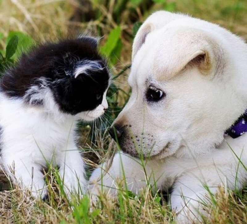 Black and White Kitten — Calm, Afternoon, Photograph, Puppy
