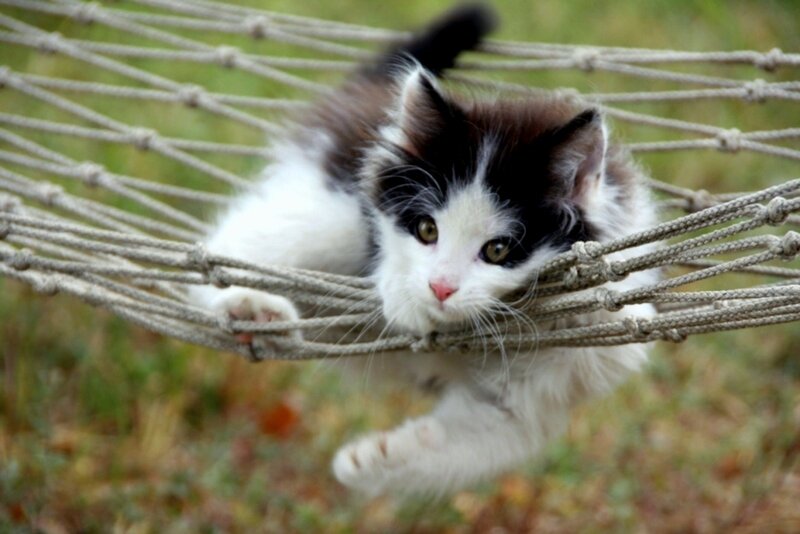Black and White Kitten — Calm, Afternoon, Photograph