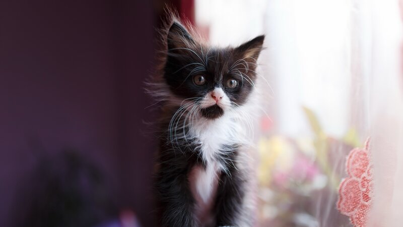 Black and White Kitten — Calm, Afternoon, Photograph, Whiskers