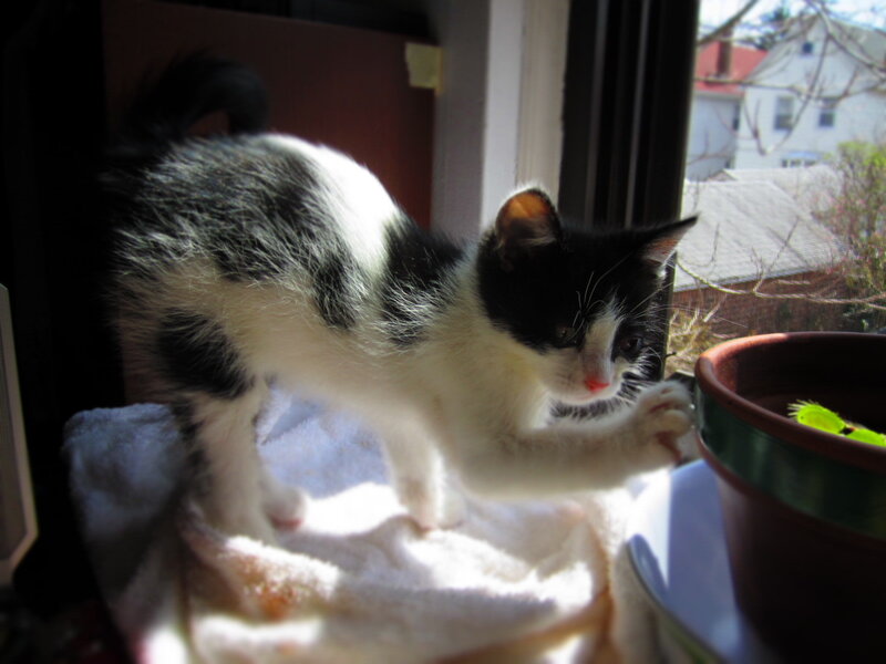 Black and White Kitten — Calm, Afternoon, Photograph, Window, Plant Pot