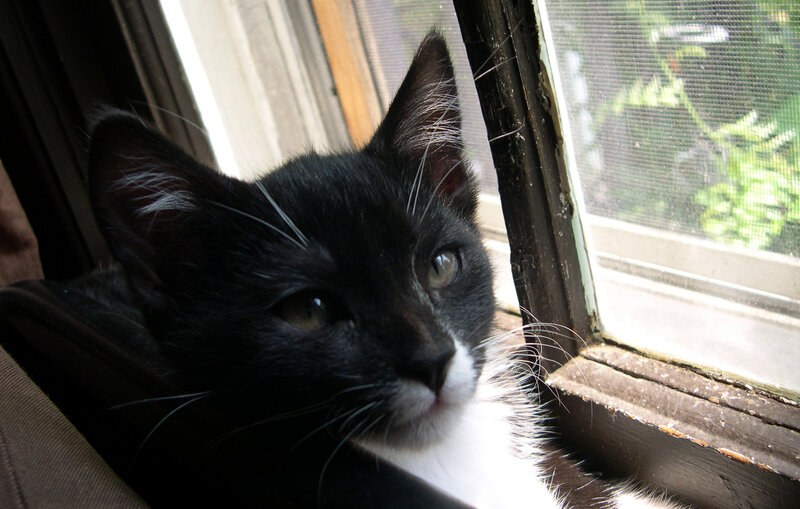 Black and White Kitten — Calm, Afternoon, Photograph, Window
