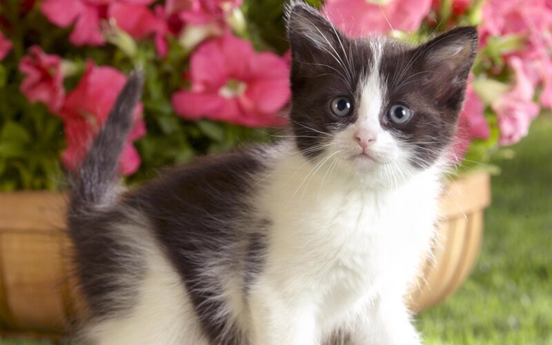 Black and White Kitten — Calm, Afternoon