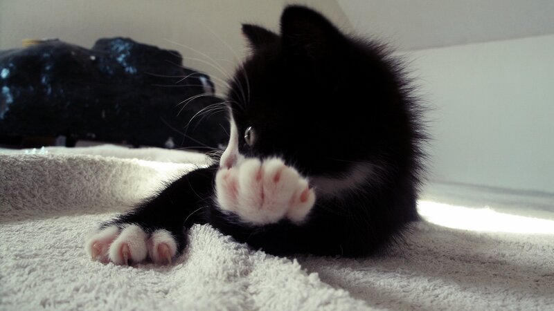 Black and White Kitten — Calm, Morning