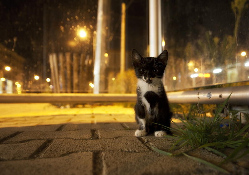 Black and White Kitten — Calm, Night, Photograph, Grass