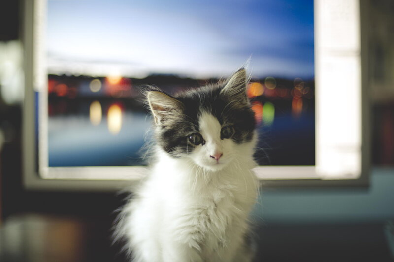 Black and White Kitten — Calm, Night, Photograph