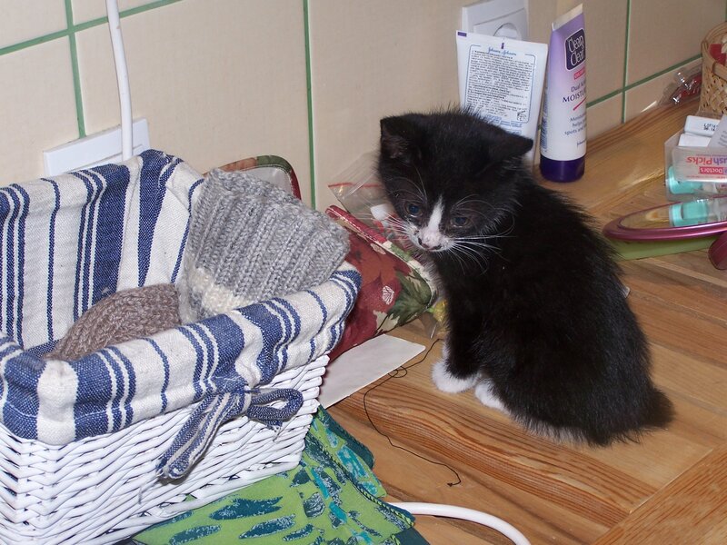 Black and White Kitten — Calm, Photograph, Basket