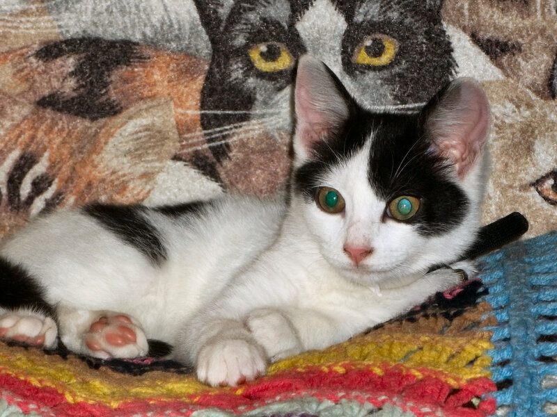 Black and White Kitten — Calm, Photograph, Blanket, Cat Pattern