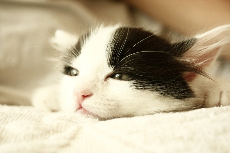 Black and White Kitten — Calm, Photograph, Blanket