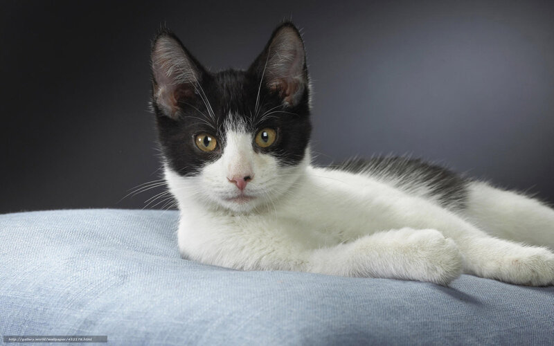 Black and White Kitten — Calm, Photograph, Blue Fabric