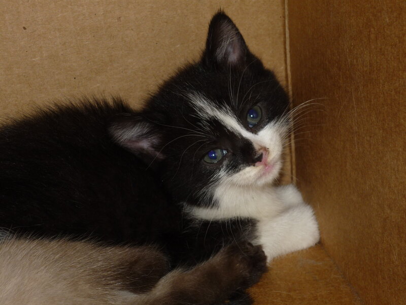 Black and White Kitten — Calm, Photograph, Box