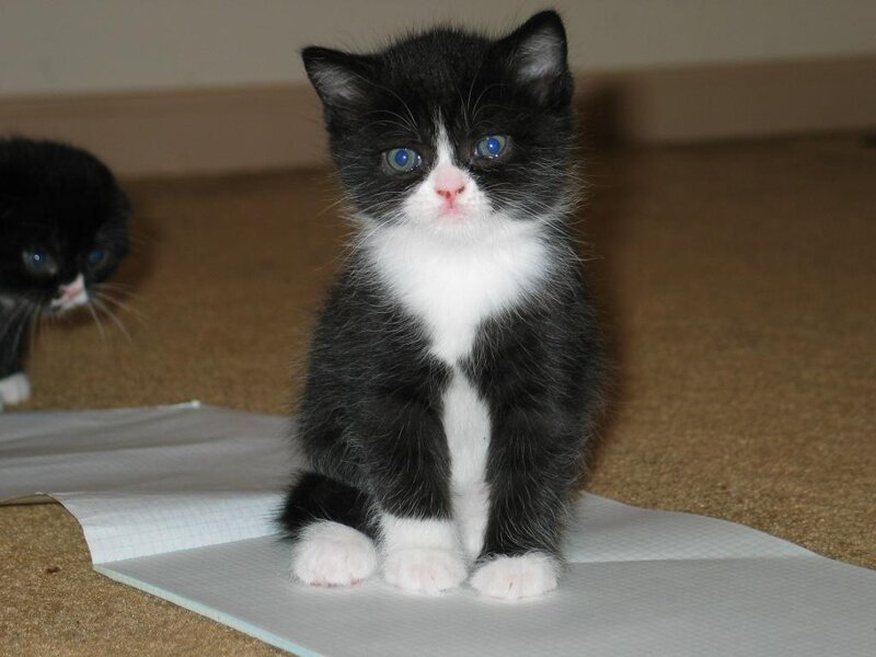 Black and White Kitten — Calm, Photograph, Carpet