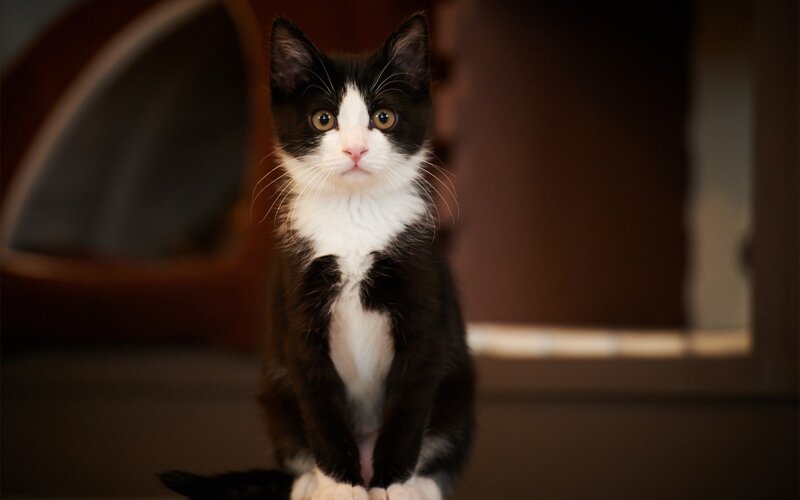 Black and White Kitten — Calm, Photograph, Cat Bed