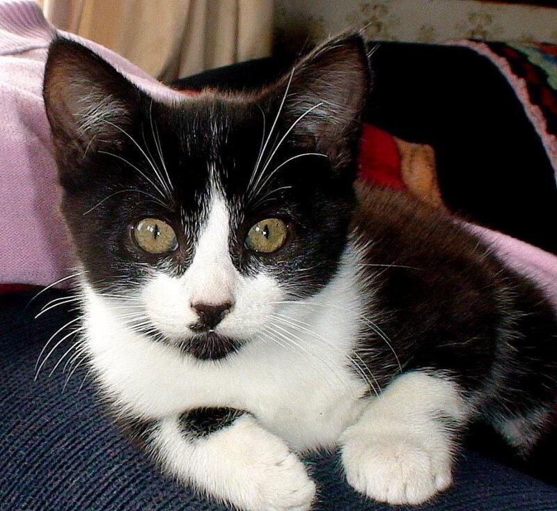 Black and White Kitten — Calm, Photograph, Cat