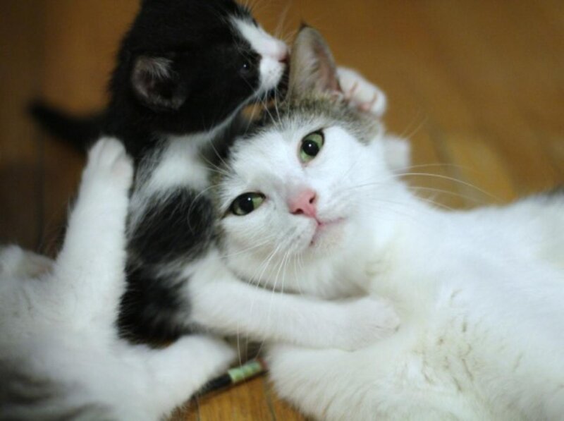 Black and White Kitten — Calm, Photograph, Cat, Wood Floor