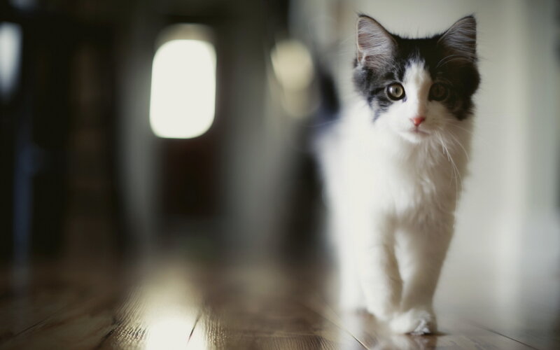 Black and White Kitten — Calm, Photograph, Cat, Wooden Floor