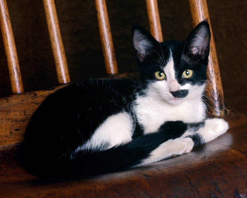 Black and White Kitten — Calm, Photograph, Chair