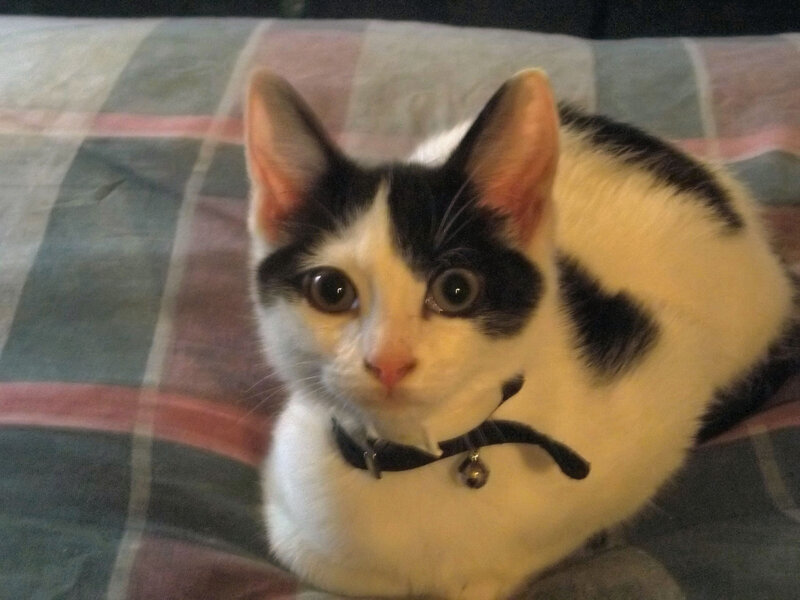 Black and White Kitten — Calm, Photograph, Collar