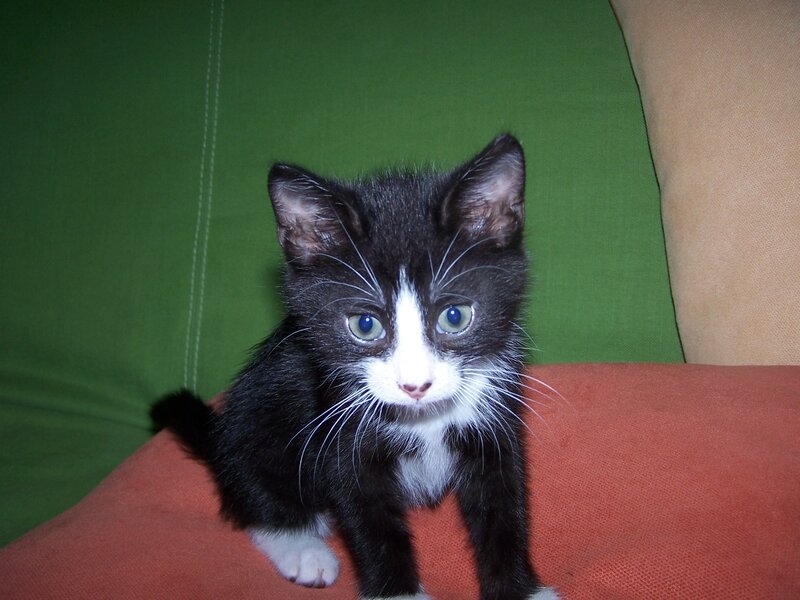 Black and White Kitten — Calm, Photograph, Couch
