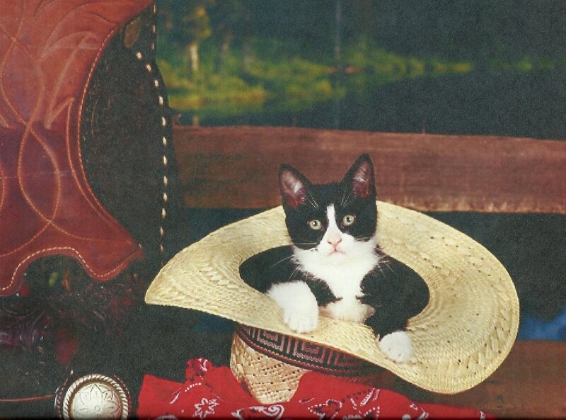 Black and White Kitten — Calm, Photograph, Cowboy Hat