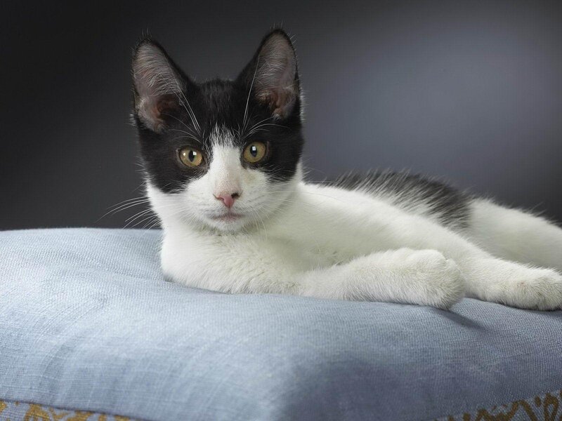 Black and White Kitten — Calm, Photograph, Cushion