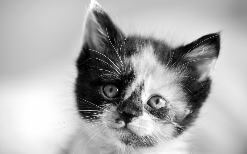 Black and White Kitten — Calm, Photograph, Eyes