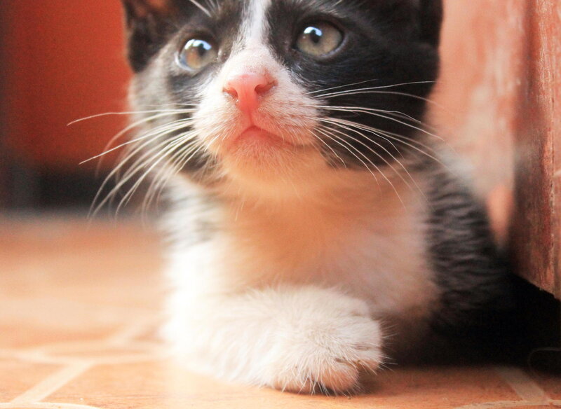 Black and White Kitten — Calm, Photograph, Floor