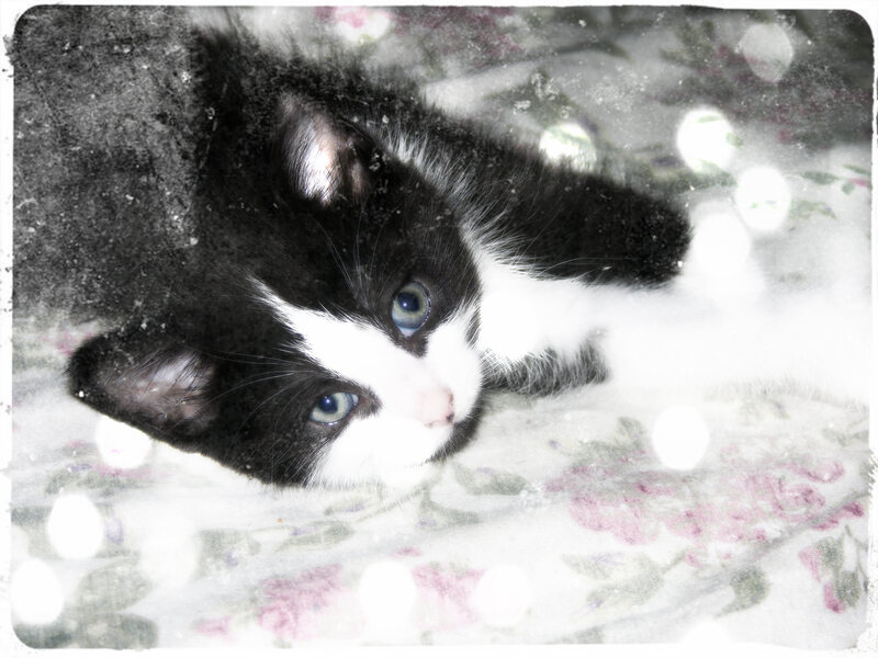 Black and White Kitten — Calm, Photograph, Floral Blanket