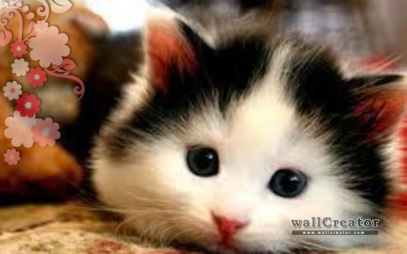 Black and White Kitten — Calm, Photograph, Flowers, Stuffed Animal