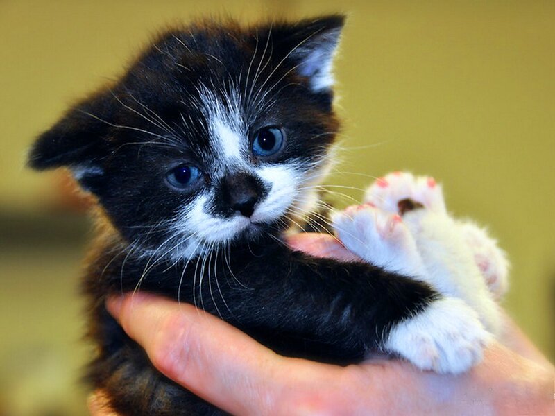 Black and White Kitten — Calm, Photograph, Hand